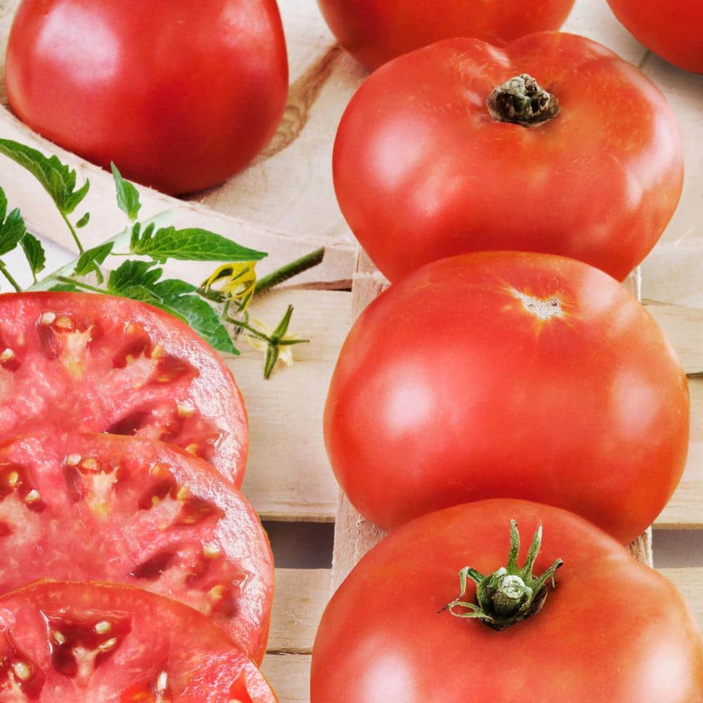 Detail Big Red Tomato Nomer 56