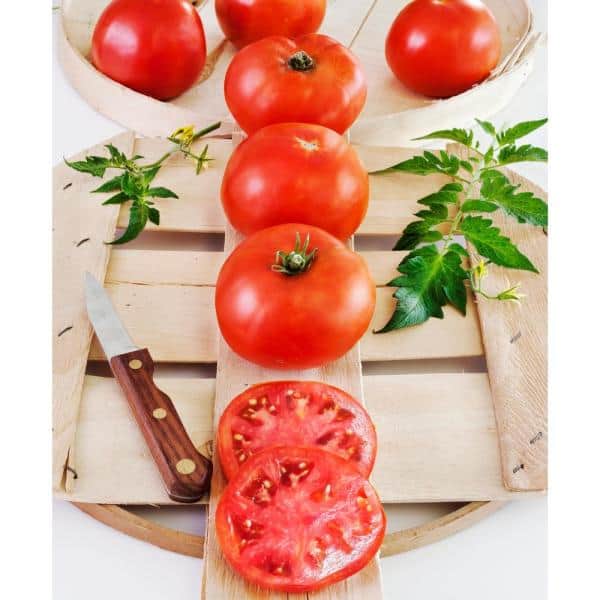 Detail Big Red Tomato Nomer 57