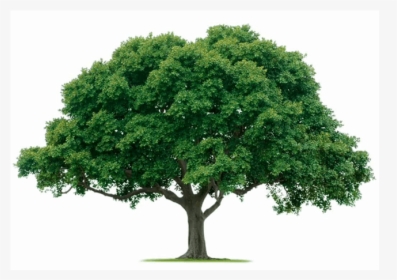 Big Tree Png - KibrisPDR