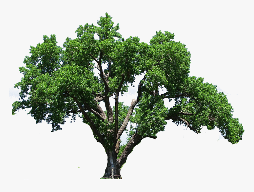 Detail Big Tree Png Nomer 2