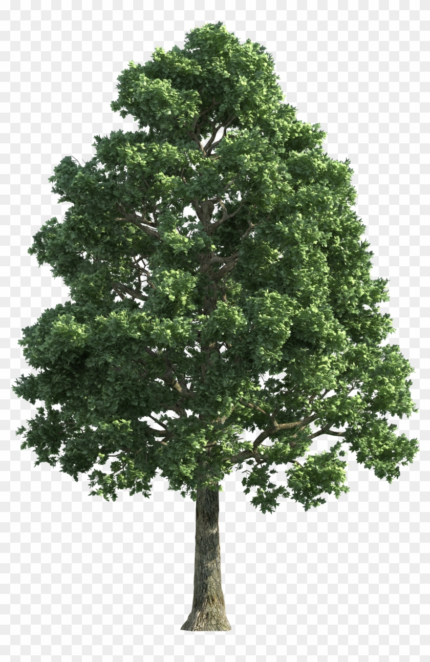 Detail Big Tree Png Nomer 10