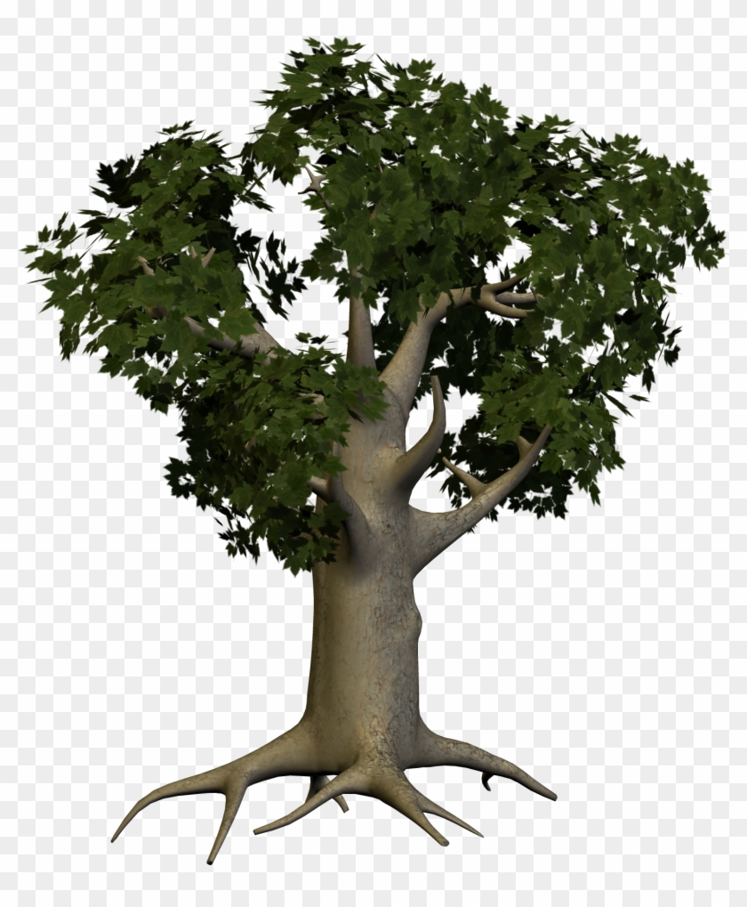 Detail Big Tree Png Nomer 11