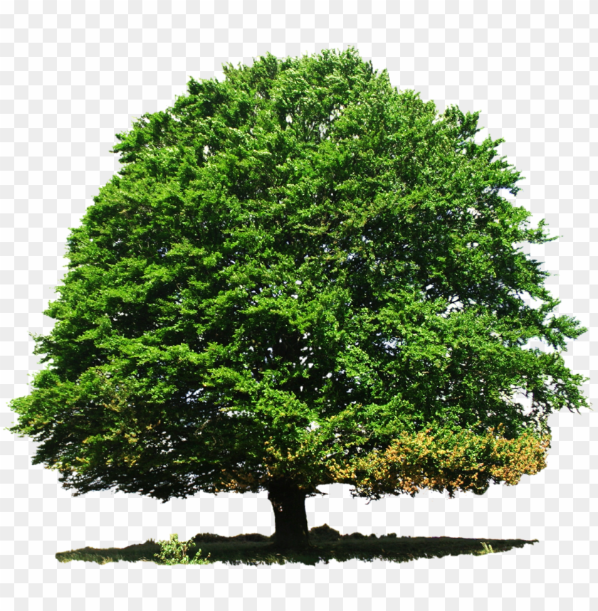 Detail Big Tree Png Nomer 14