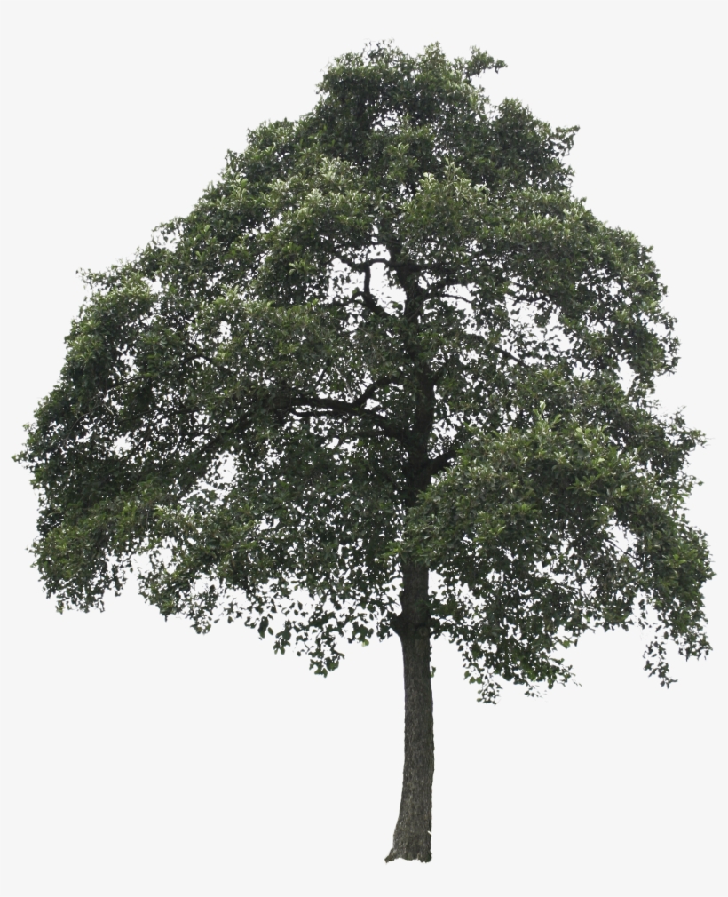 Detail Big Tree Png Nomer 15