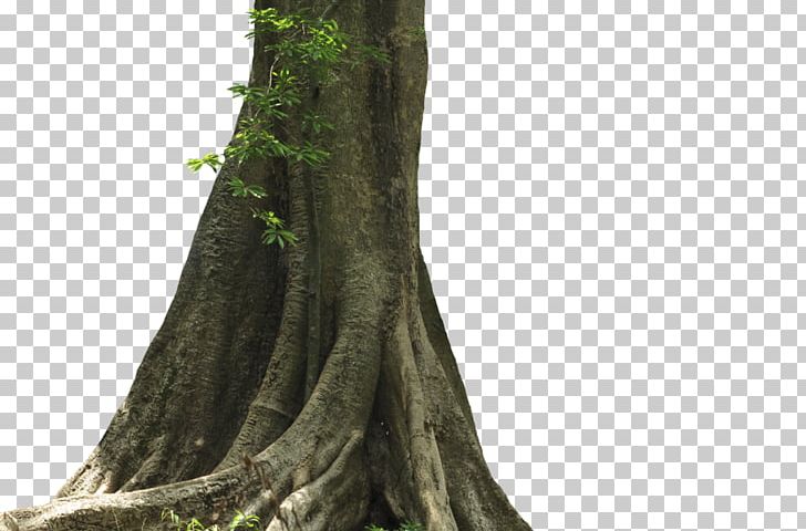 Detail Big Tree Png Nomer 16