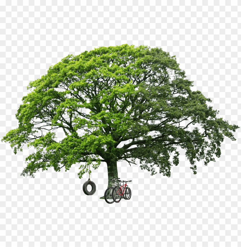 Detail Big Tree Png Nomer 17