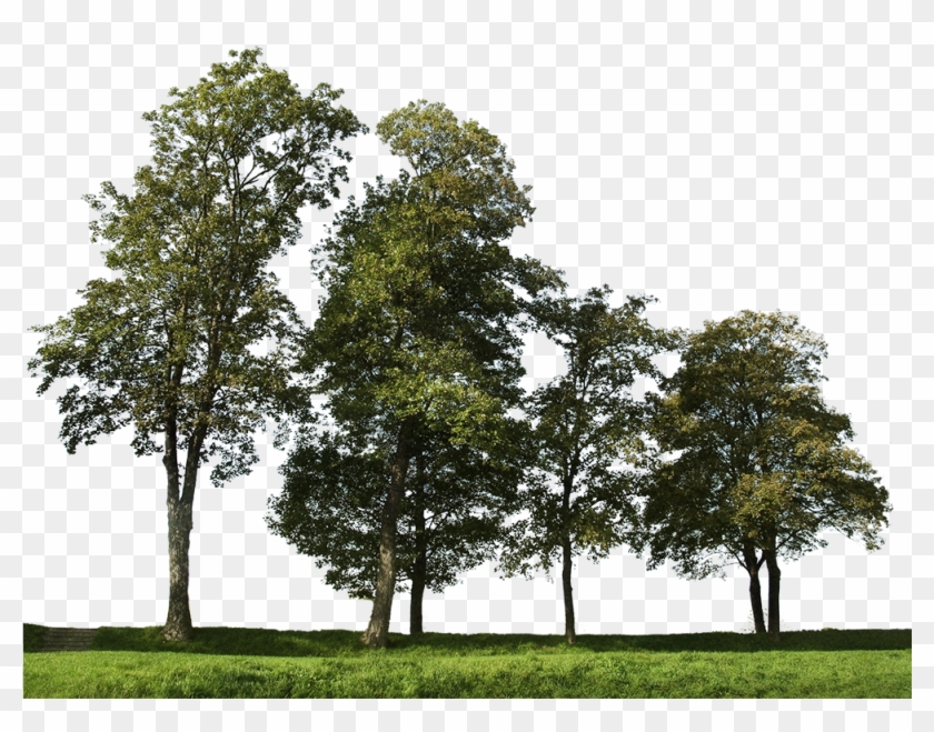 Detail Big Tree Png Nomer 19