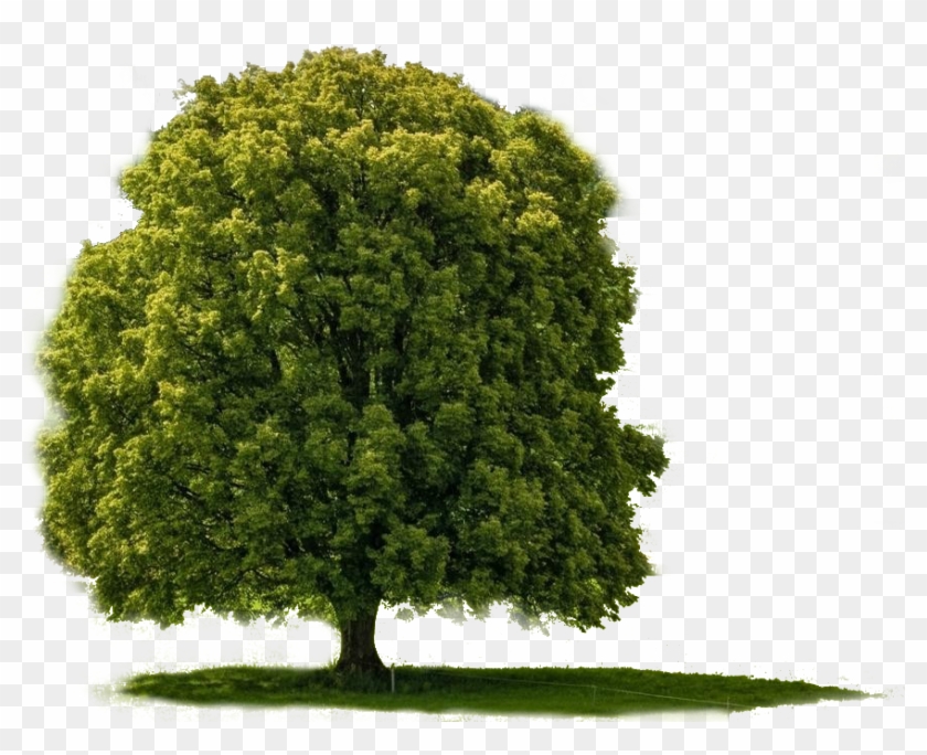 Detail Big Tree Png Nomer 3