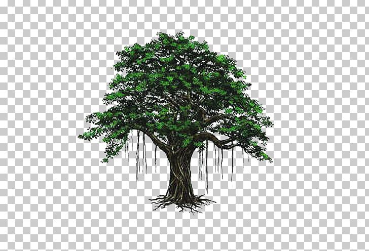 Detail Big Tree Png Nomer 20