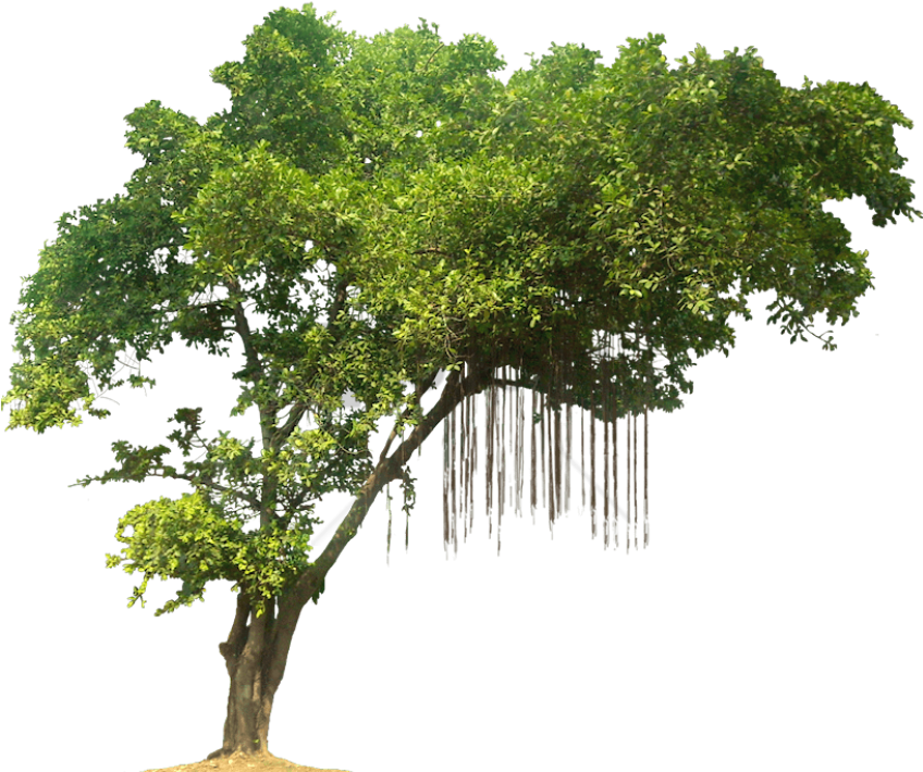 Detail Big Tree Png Nomer 21