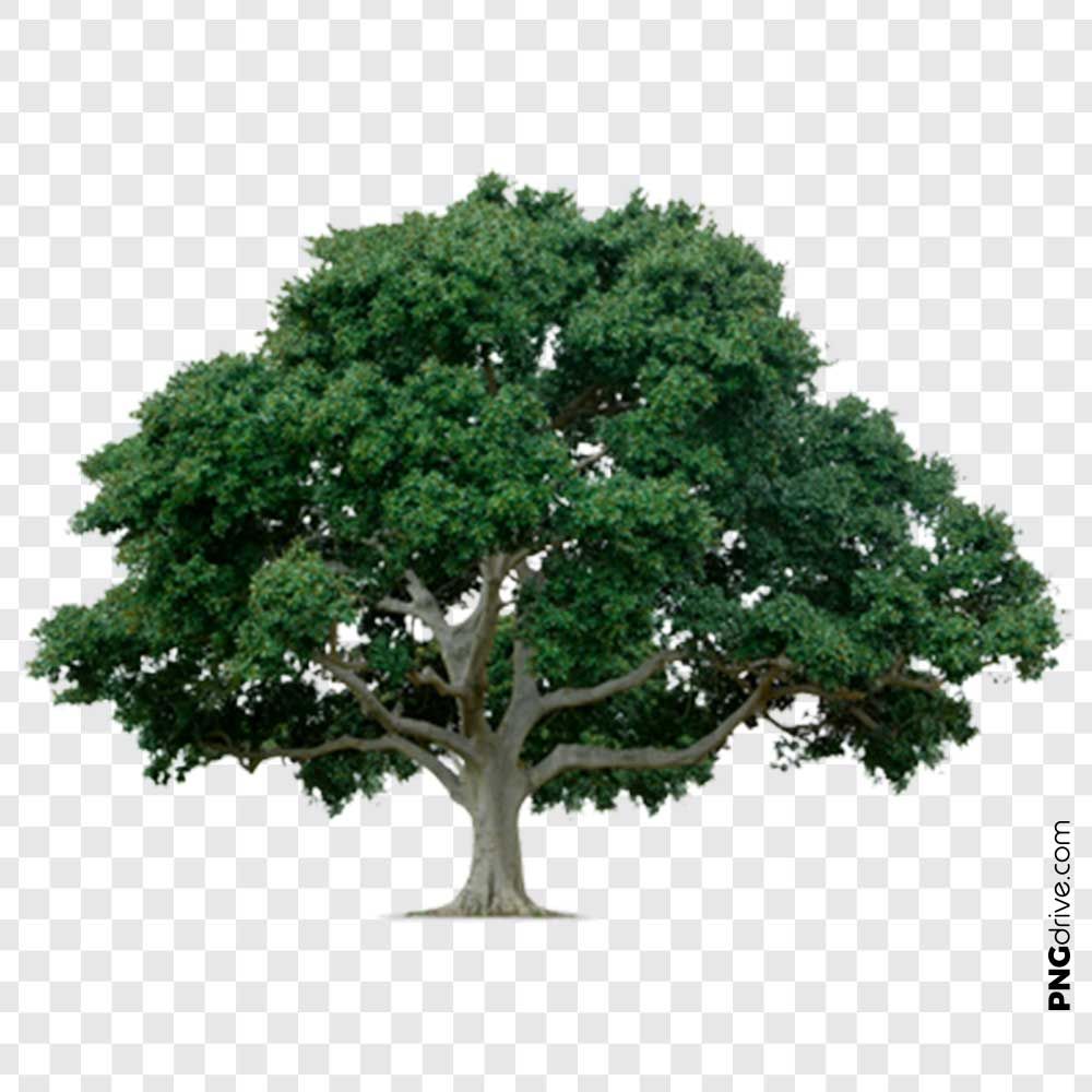 Detail Big Tree Png Nomer 23