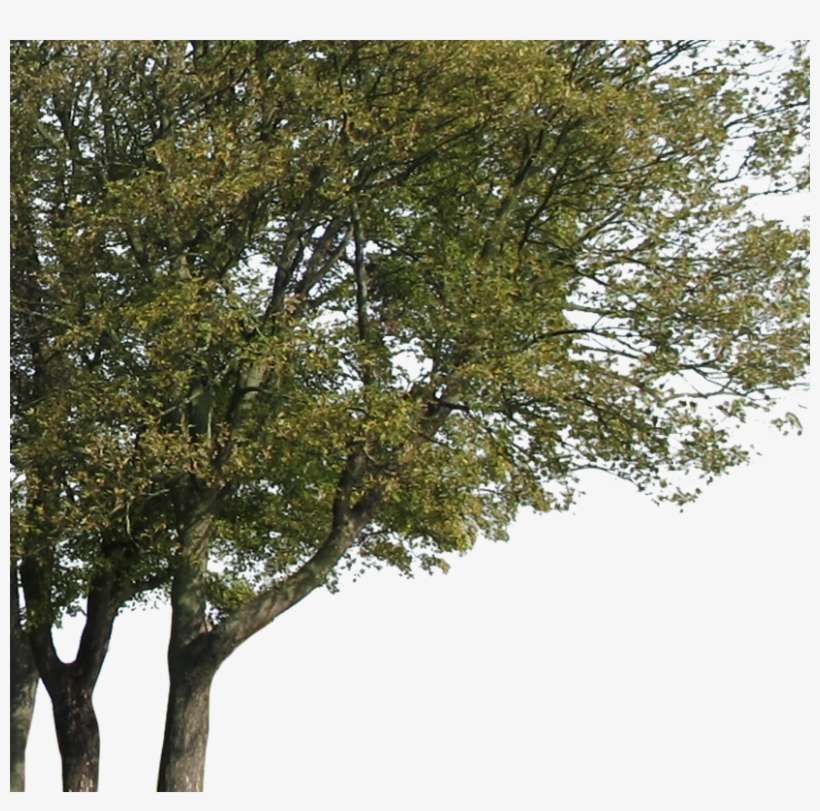 Detail Big Tree Png Nomer 25