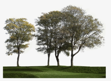 Detail Big Tree Png Nomer 26