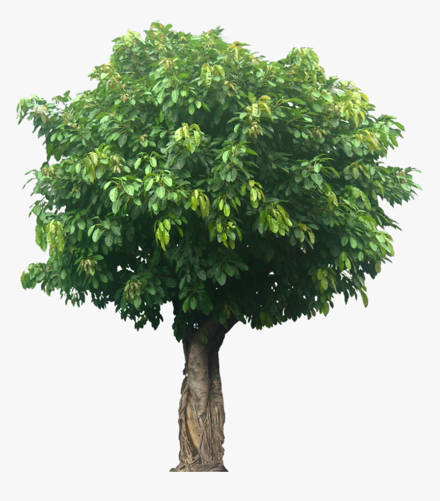 Detail Big Tree Png Nomer 27