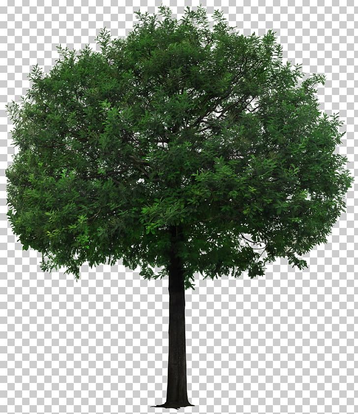 Detail Big Tree Png Nomer 28