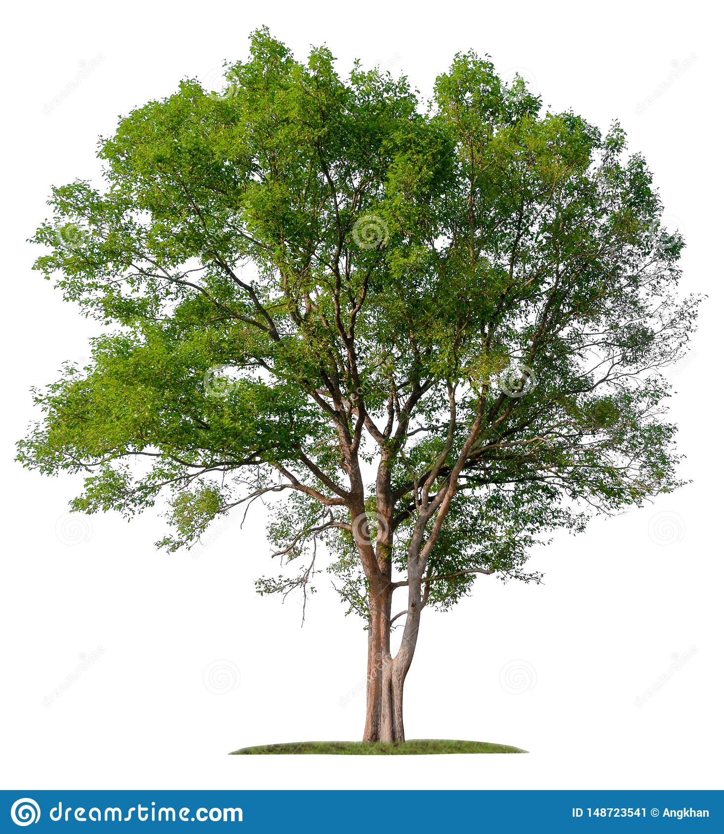 Detail Big Tree Png Nomer 4