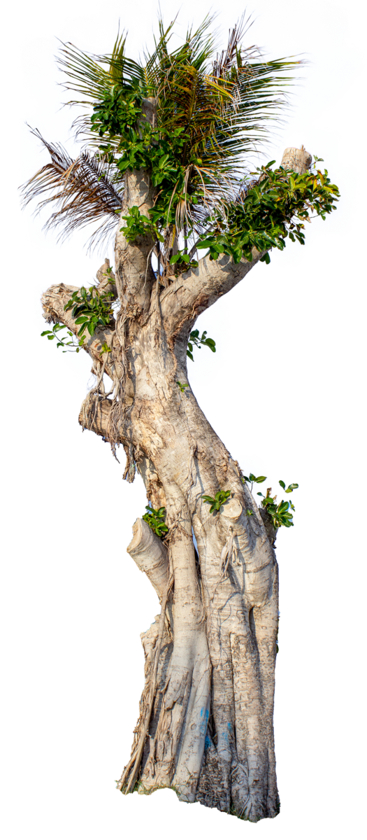 Detail Big Tree Png Nomer 30