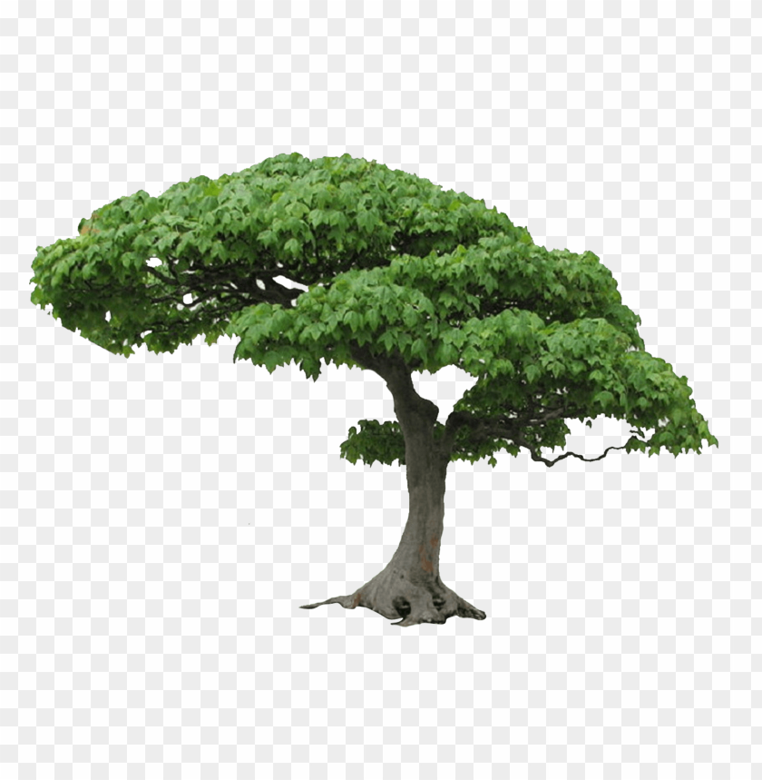 Detail Big Tree Png Nomer 32