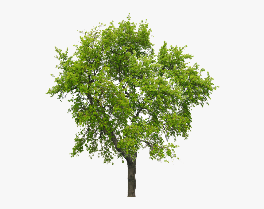 Detail Big Tree Png Nomer 33