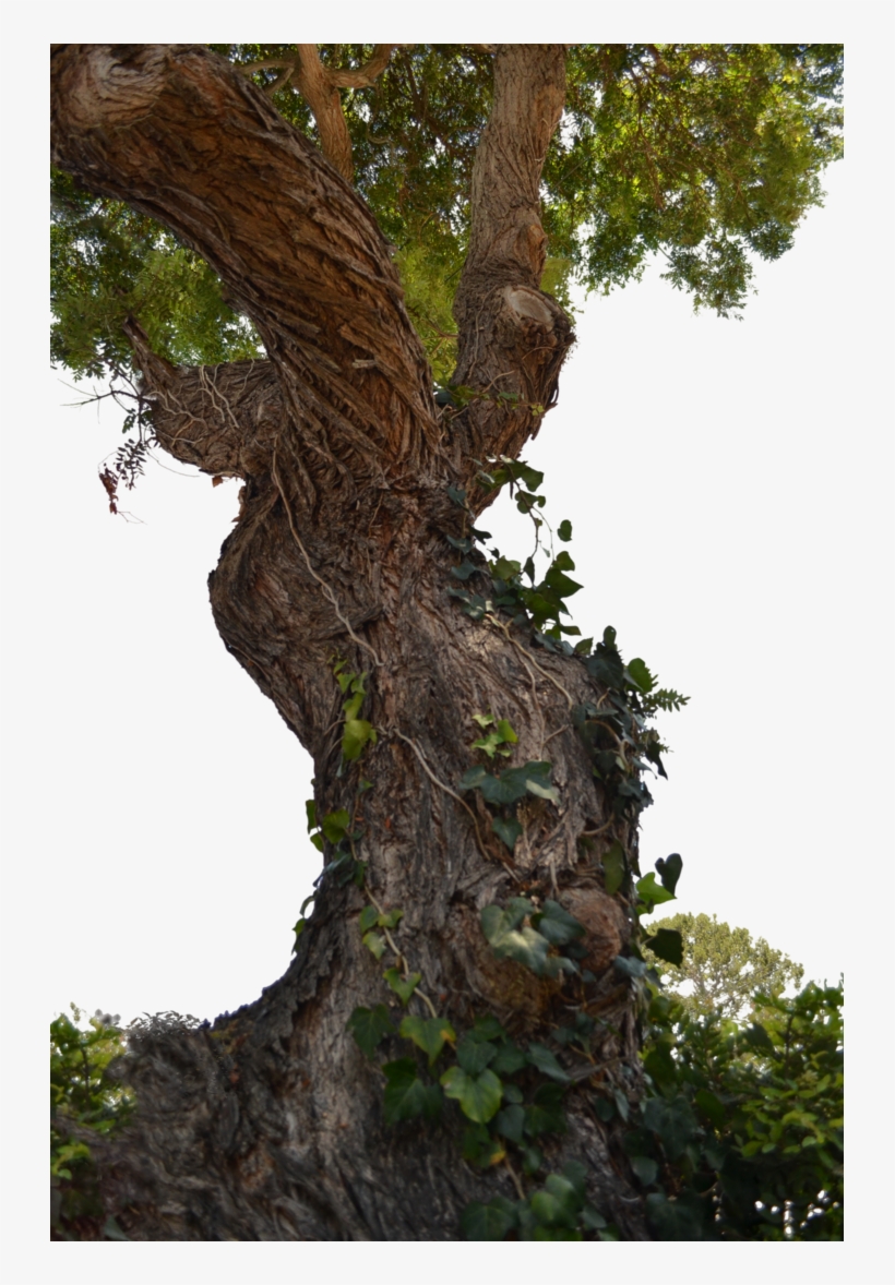 Detail Big Tree Png Nomer 35
