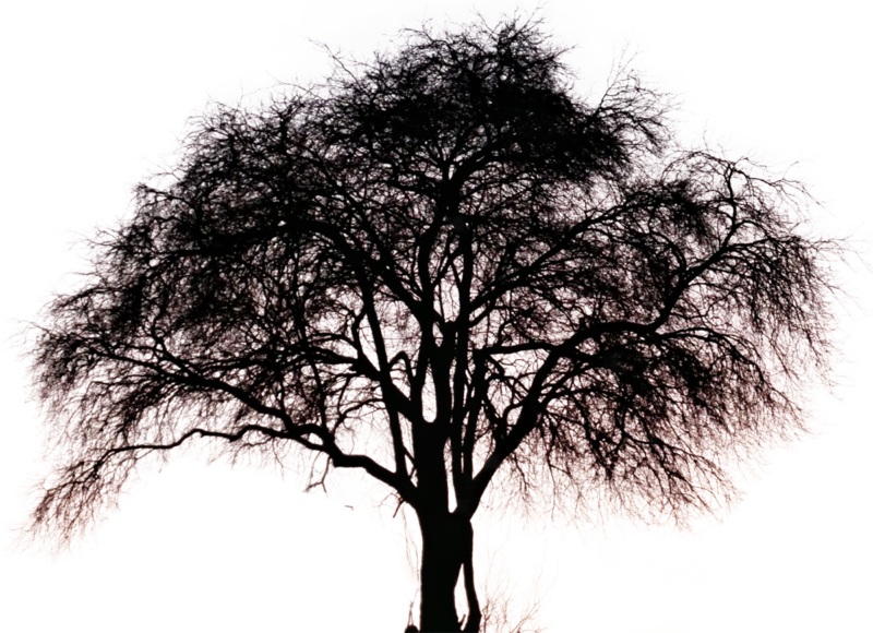 Detail Big Tree Png Nomer 39