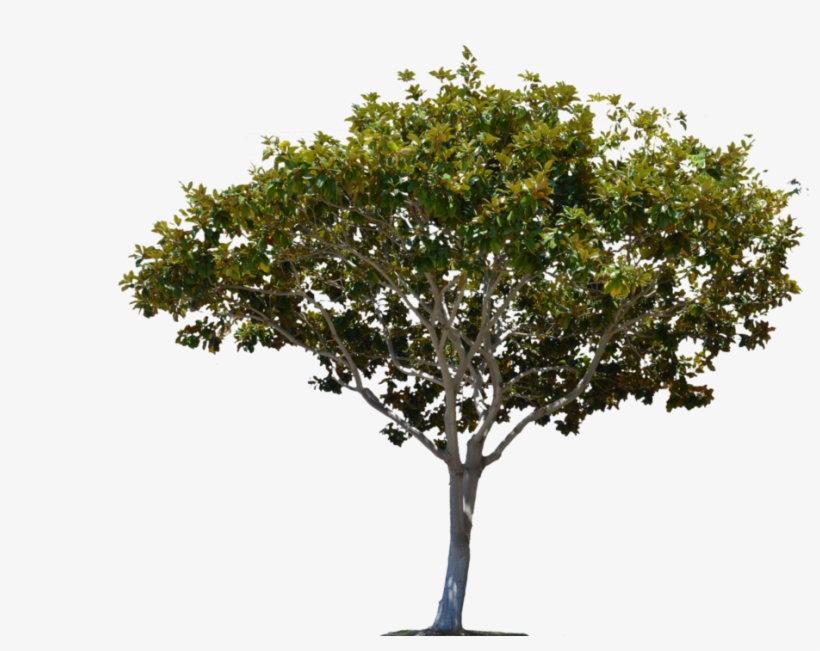 Detail Big Tree Png Nomer 41
