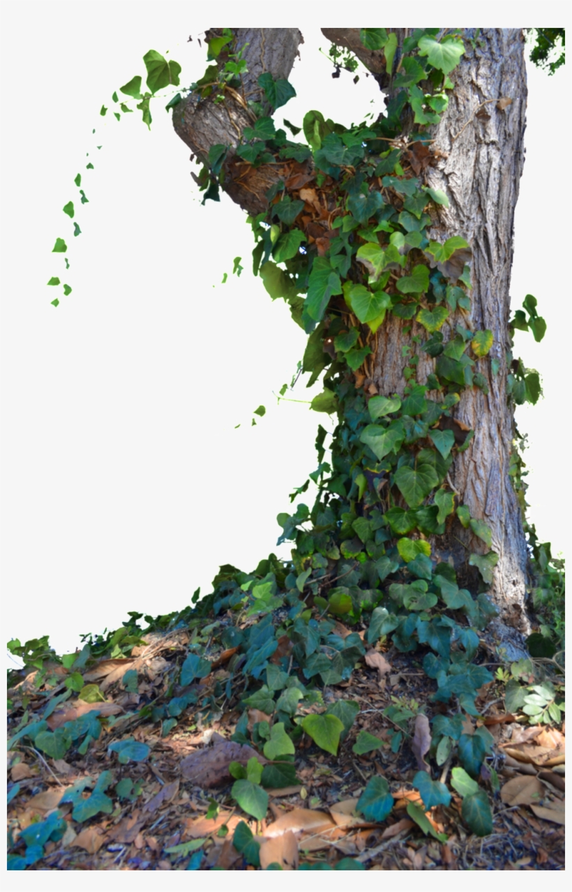Detail Big Tree Png Nomer 43