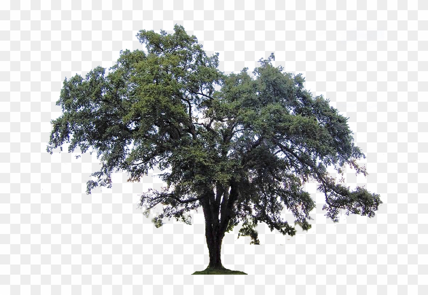 Detail Big Tree Png Nomer 44