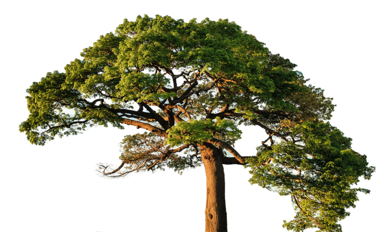 Detail Big Tree Png Nomer 45