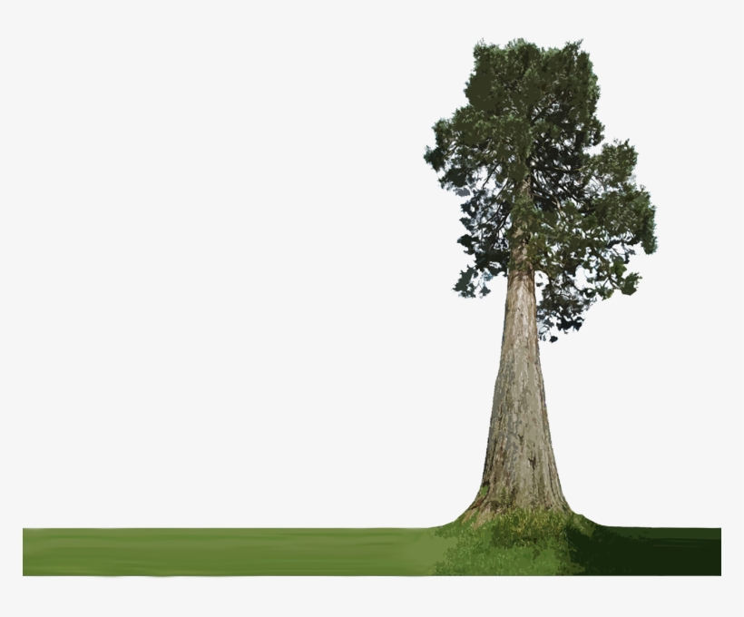 Detail Big Tree Png Nomer 46