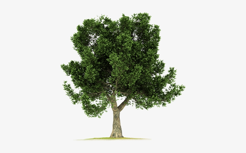 Detail Big Tree Png Nomer 49