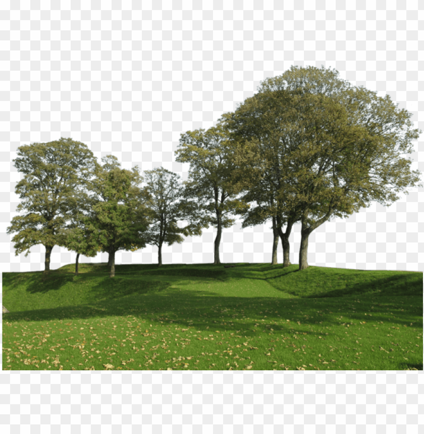 Detail Big Tree Png Nomer 50