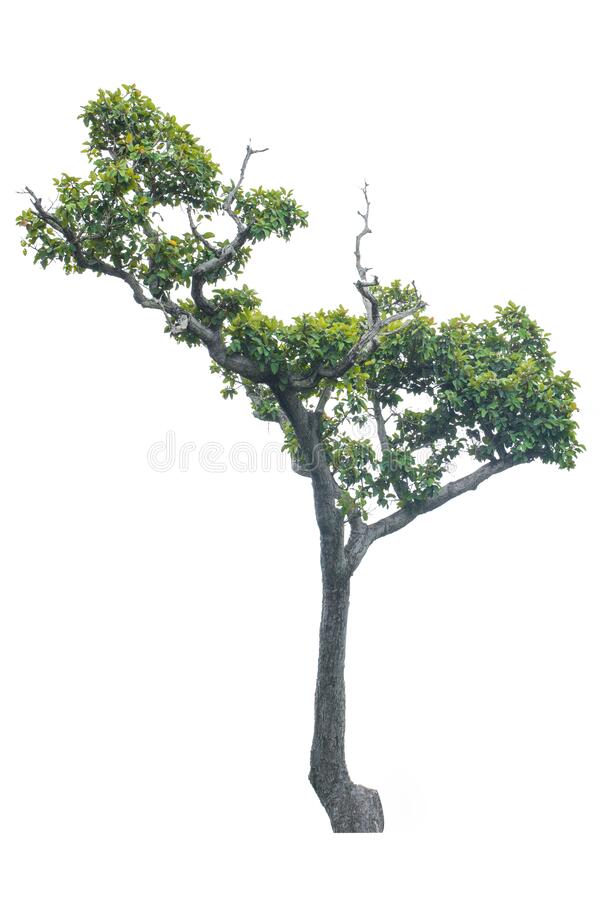 Detail Big Tree Png Nomer 51