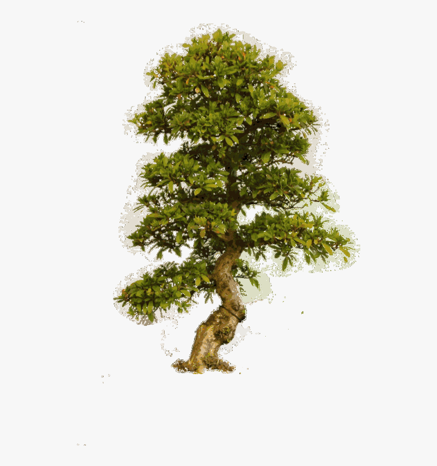 Detail Big Tree Png Nomer 55