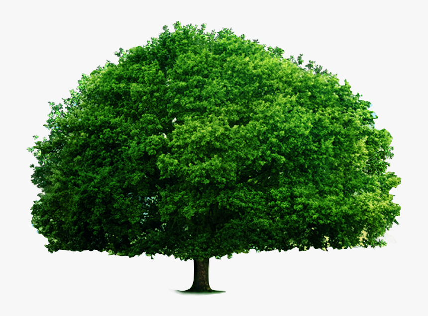 Detail Big Tree Png Nomer 6