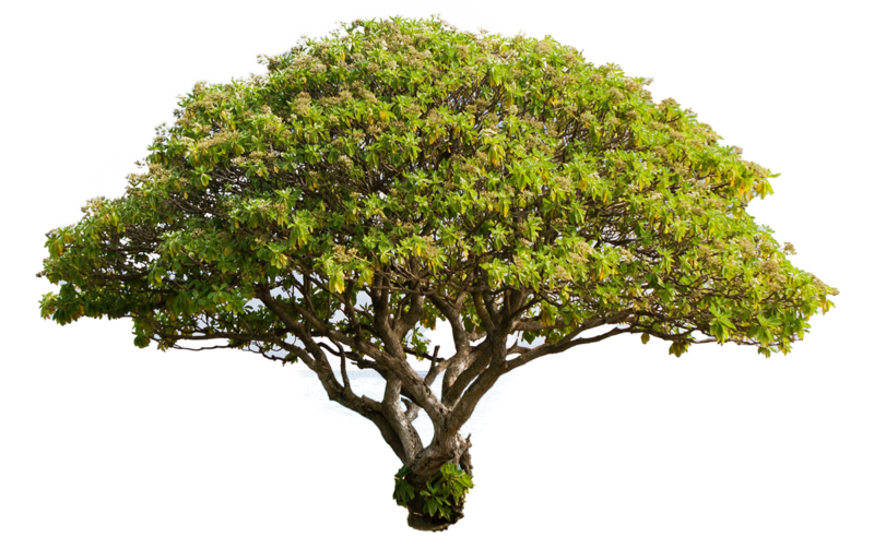 Detail Big Tree Png Nomer 9