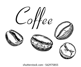 Detail Biji Coffee Vector Nomer 45
