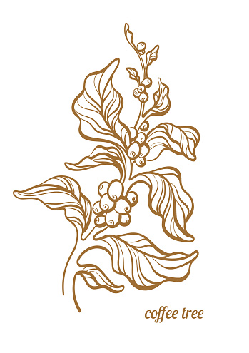 Detail Biji Coffee Vector Nomer 47
