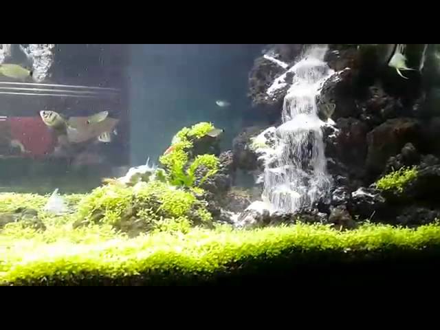 Detail Bikin Air Terjun Aquarium Nomer 45