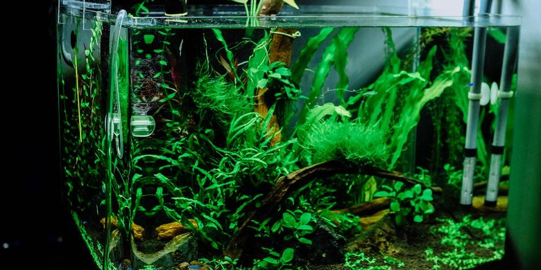 Detail Bikin Aquarium Dari Barang Bekas Nomer 52