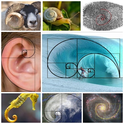 Detail Bilangan Fibonacci Dan Golden Ratio Nomer 39