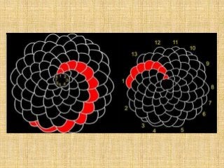 Detail Bilangan Fibonacci Dan Golden Ratio Nomer 42