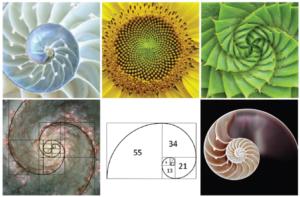 Detail Bilangan Fibonacci Dan Golden Ratio Nomer 44