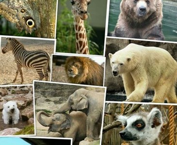 Binatang Binatang Yang Ada Di Kebun Binatang - KibrisPDR