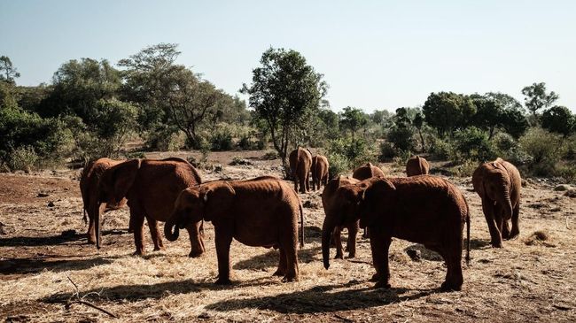 Download Binatang Buas Di Afrika Nomer 19