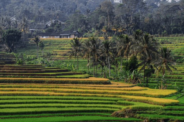 Detail Binatang Di Sawah Nomer 39