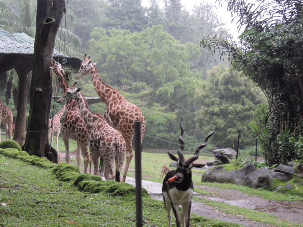 Detail Binatang Di Taman Safari Nomer 15