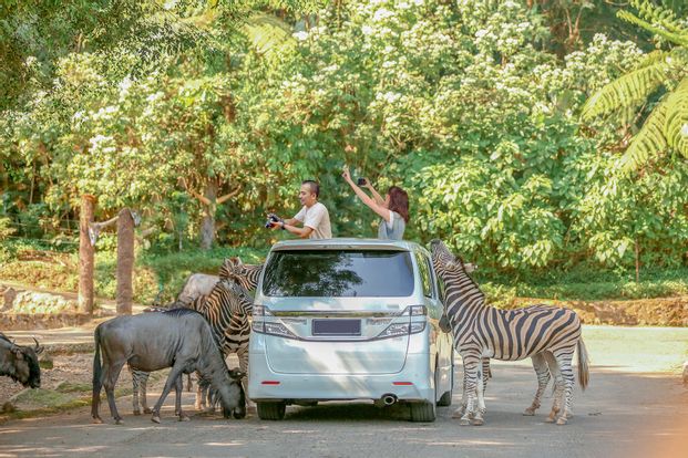 Detail Binatang Di Taman Safari Nomer 8