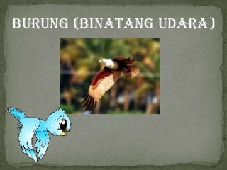 Detail Binatang Di Udara Nomer 38