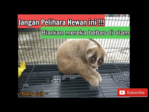 Detail Binatang Malu Malu Nomer 40